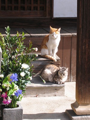 神社猫