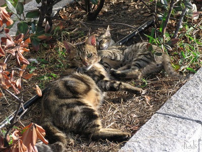 親子猫