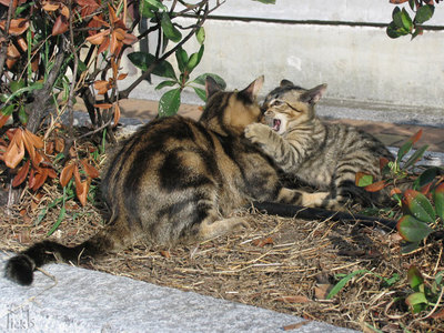 親子猫