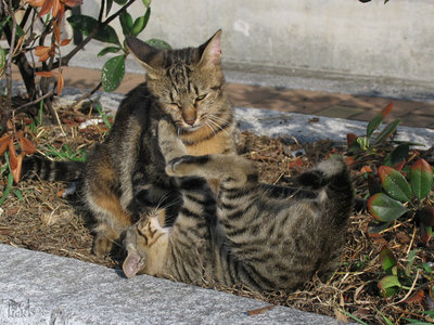 親子猫