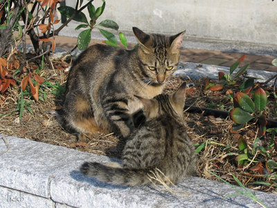 親子猫