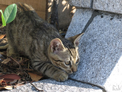 若猫