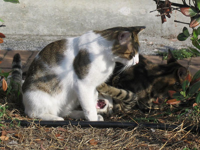 猫