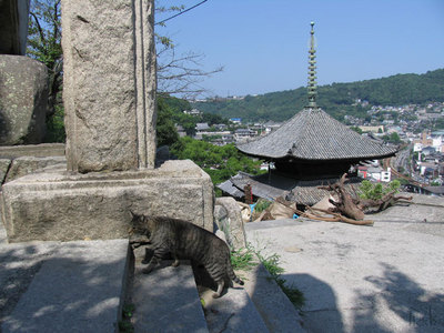 歩く猫