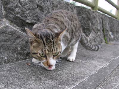 高千穂の猫