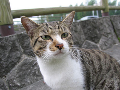 高千穂の猫