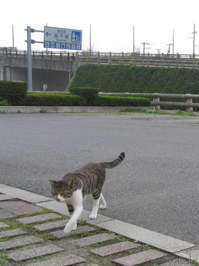 高千穂の猫