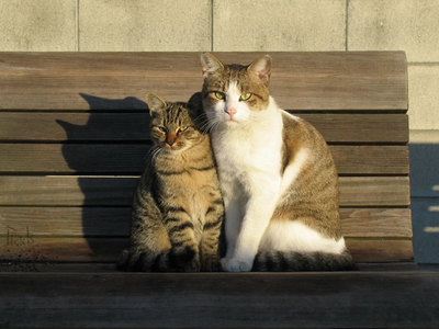 猫２匹