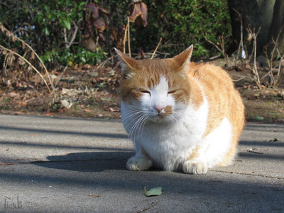 公園の猫