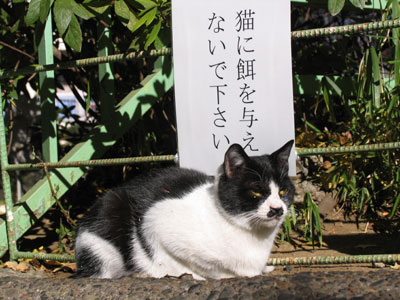 東郷神社の猫