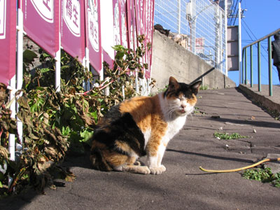 谷中の猫