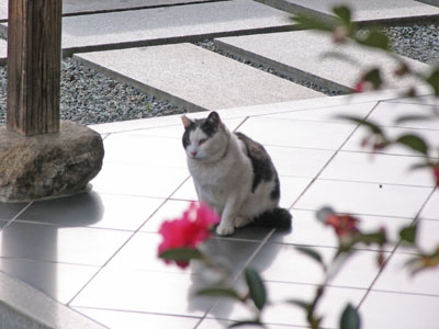 猫