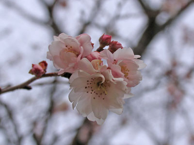 桜