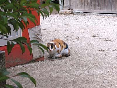 神社の猫