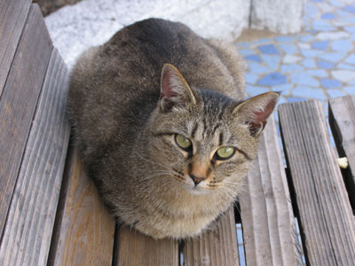 猫