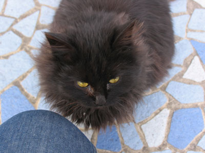 黒猫