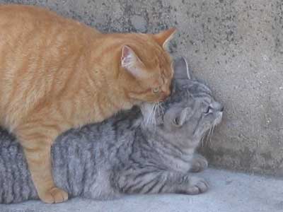 猫