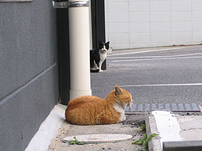 猫２匹