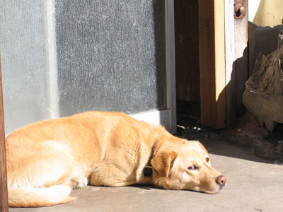 犬