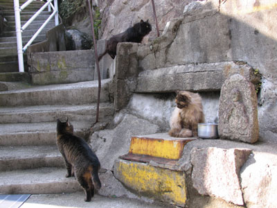 猫３匹