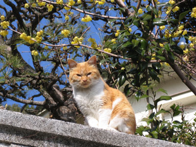 猫３匹