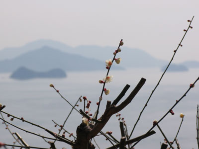 梅と海