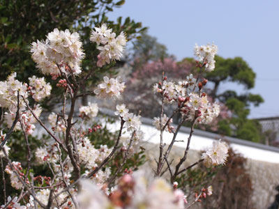 梅