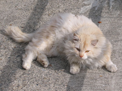 猫
