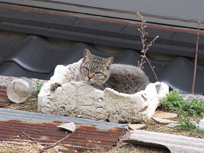 猫