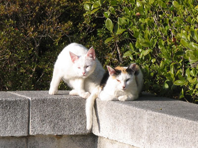 猫