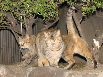 猫２
