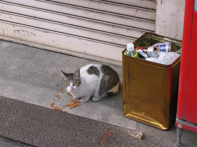 猫