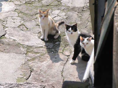 猫3匹