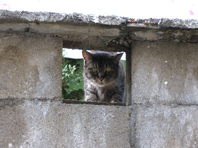 塀の中の猫