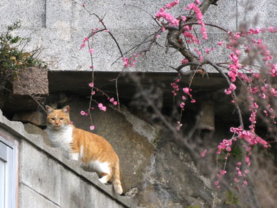 塀の上の猫