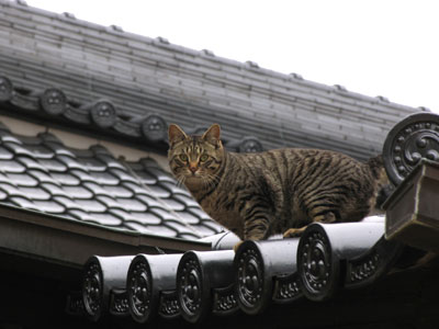 寺猫