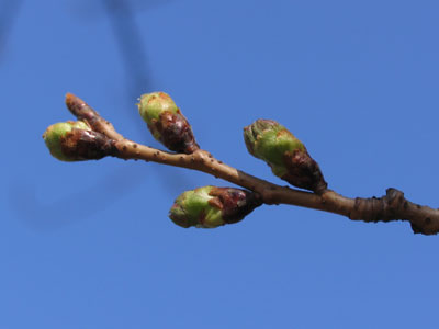 桜のつぼみ
