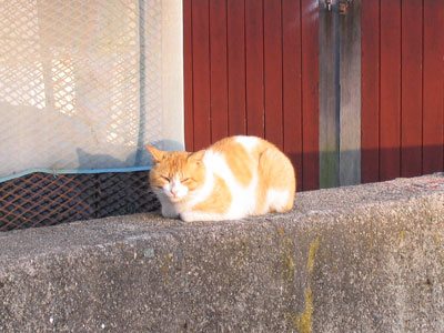 今日の猫