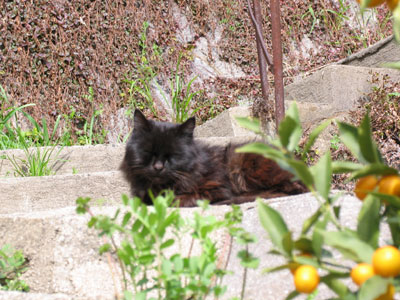 猫
