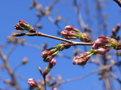 桜