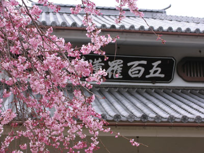 しだれ桜