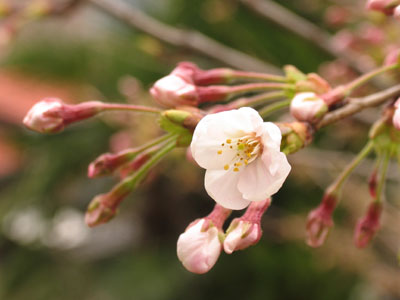 桜