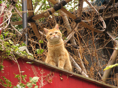猫