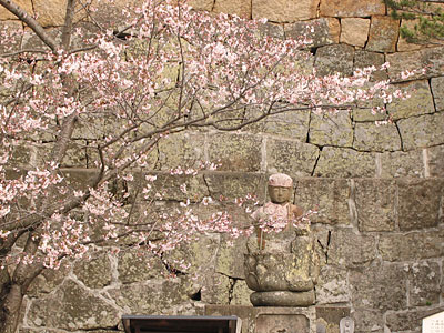 西国寺の桜
