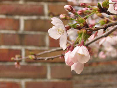 千光寺の桜