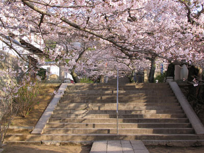 西国時の桜