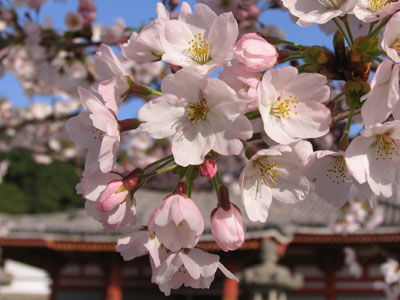 西国時の桜