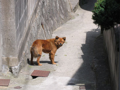 犬