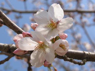 桜