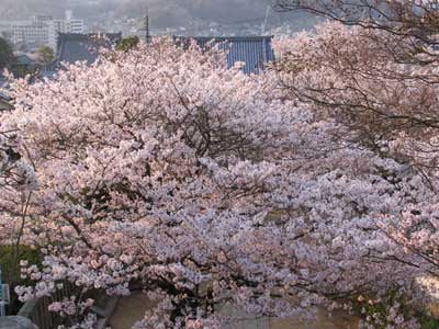 桜